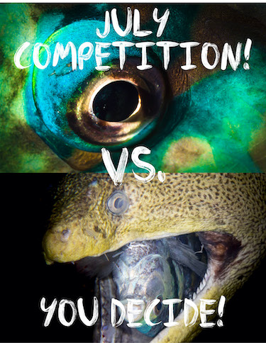 July Photo Competition - Choose the winner±!